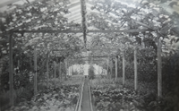 original greenhouse filled with vegetables and grapes
